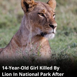 14-Year-Old Girl Mauled To Death By Lion After Being Snatched From Ranch Near National Park