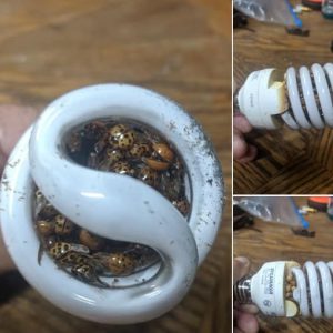 Must-read: Man’s about spiral bulb fire danger