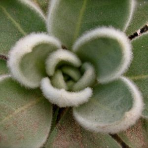 Mullein Uses and Plant Monograph