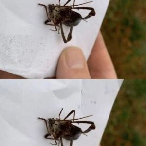 Assassin Bug Bites: Treatment, Risks, and Prevention