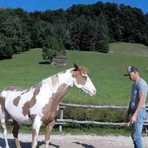 (VIDEO) Man Begins Dancing, but His Horse Takes Center Stage