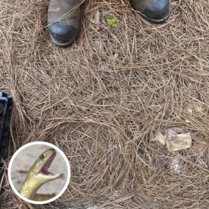 Only People With Sniper Vision Can Spot The Hidden Snake In This Photo