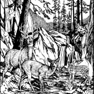 Find a DOG