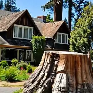 When a Jealous Neighbor Destroyed Our 200-Year-Old Tree — I Had to Put Her in Her Place