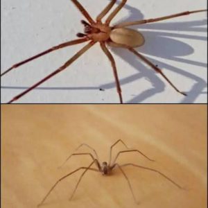 This Spider Will Harm You With Just One Bite.