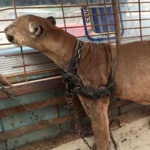 Circus puma lived in old pickup truck for 20 years: Just watch his reaction when he’s rescued!
