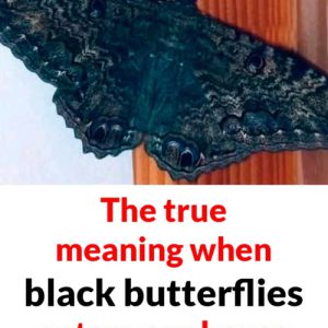 The deeper meaning behind a black butterfly’s visit