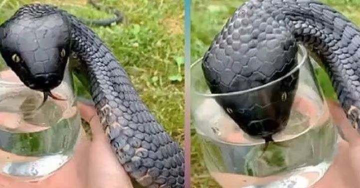 The Snake by the Lake: A Silent Warning