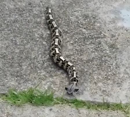 In the morning, I noticed something in the yard and thought it was just a toy – but the reality…