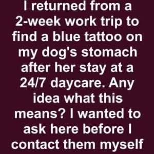 I Picked Up My Dog from a 24/7 Daycare