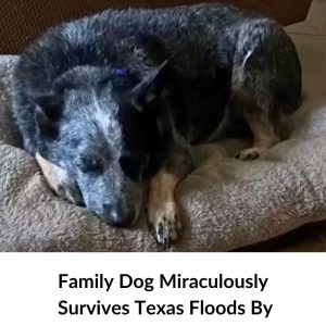 Family Dog Miraculously Survives Texas Floods By Hiding In Surprising Spot