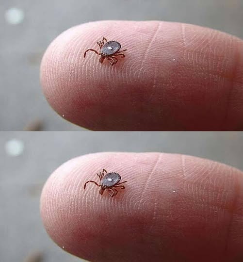 Bitten by a Lone Star Tick? Here’s What You Need to Know—and What to Do Immediately