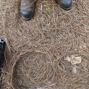 Only 1 in 10 Can See the Snake in This Picture