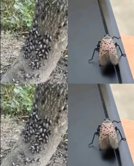 Don’t Wait—Take Immediate Action If This Insect Shows Up in Your